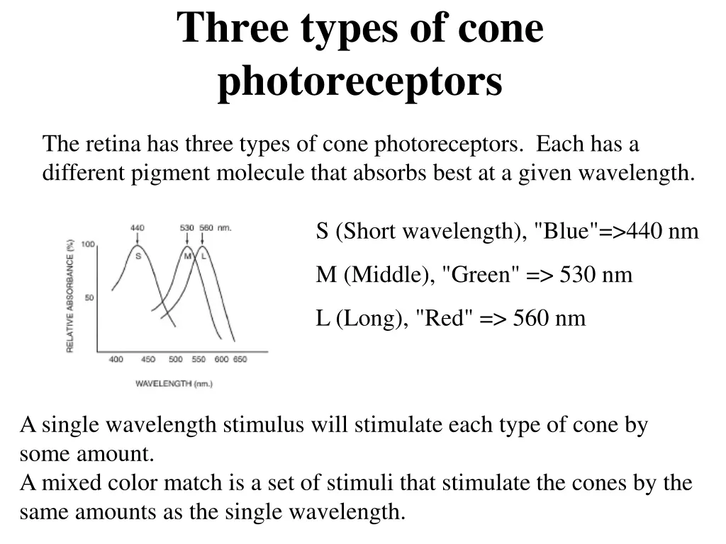 three types of cone photoreceptors