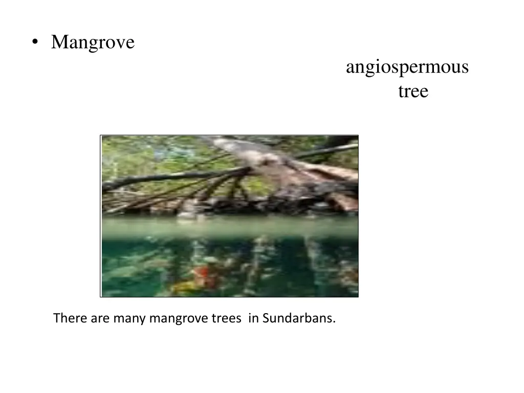 mangrove