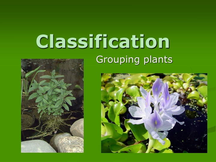 classification grouping plants