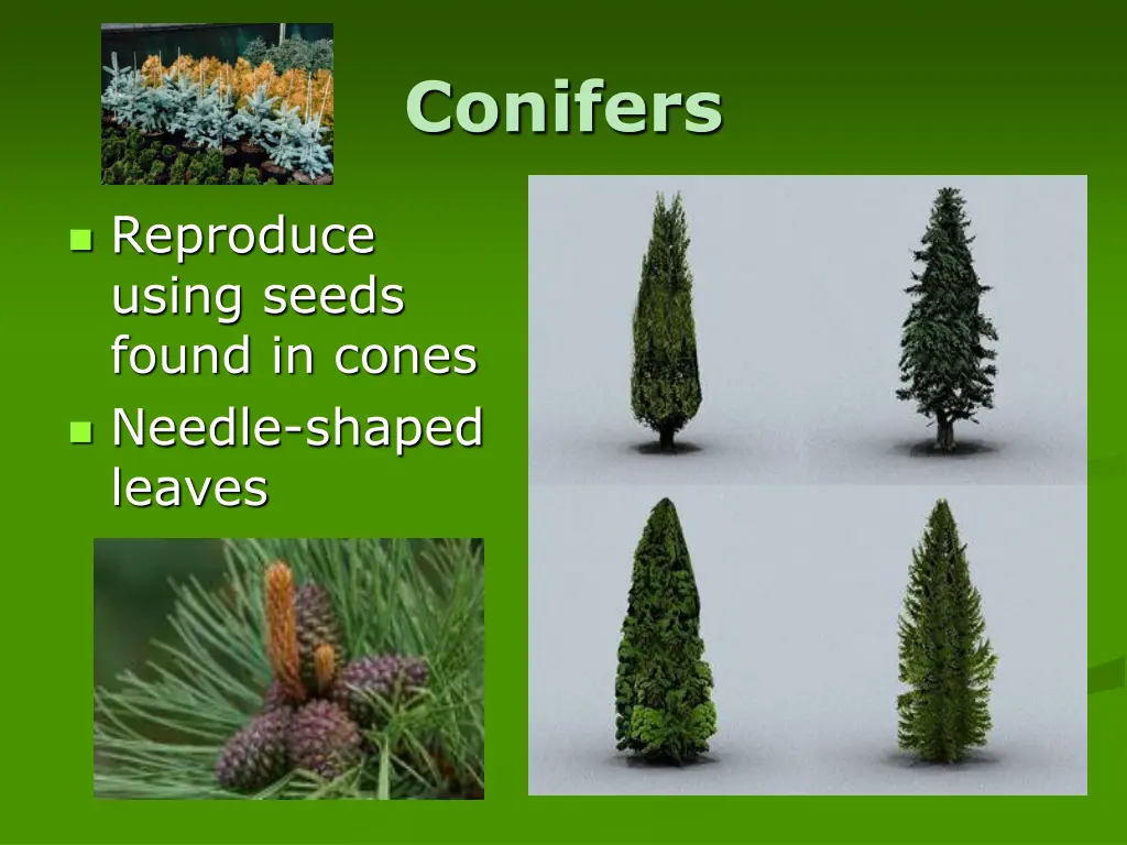 conifers