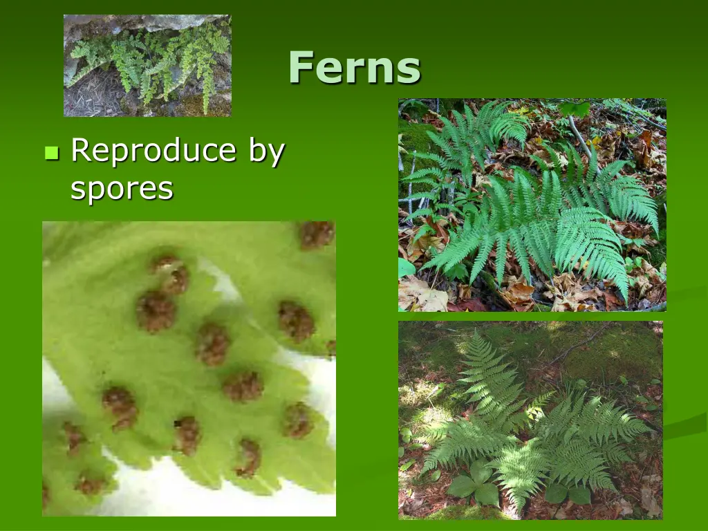 ferns