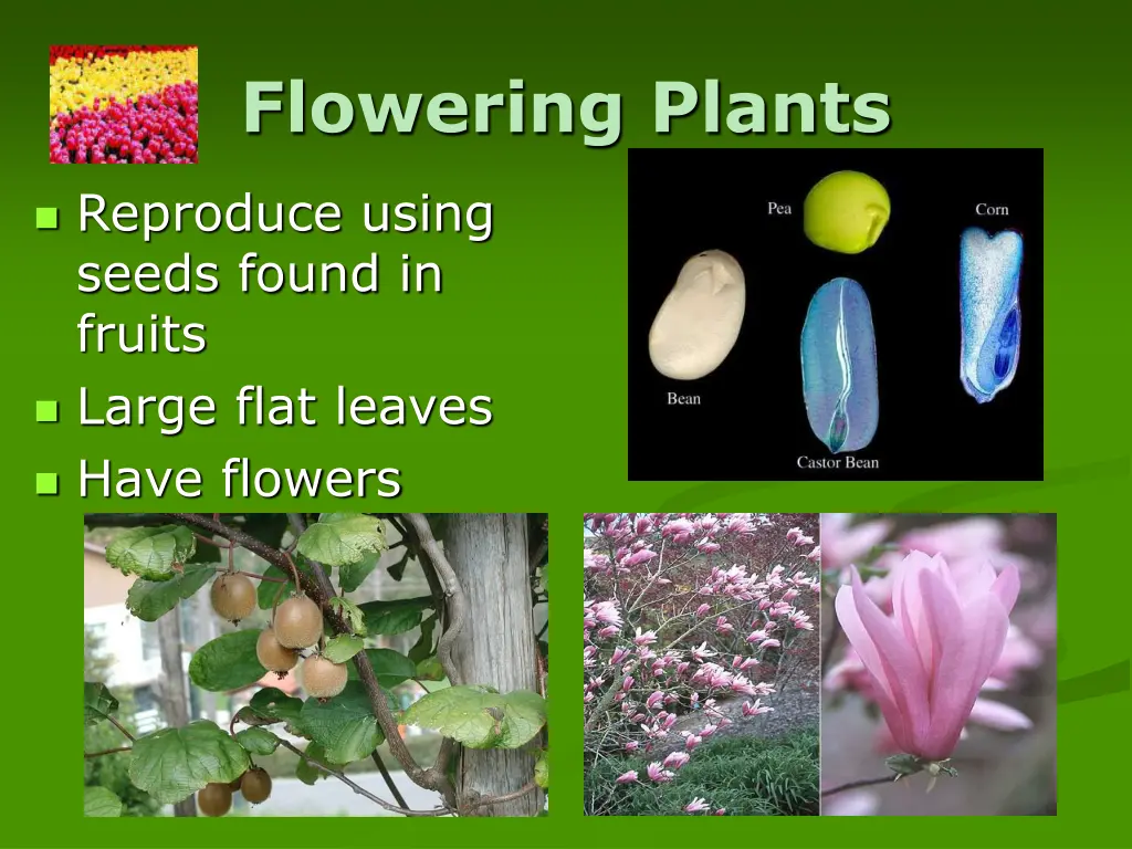 flowering plants