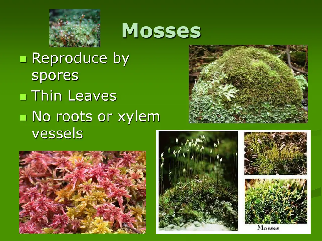 mosses