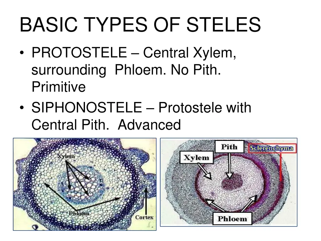 basic types of steles