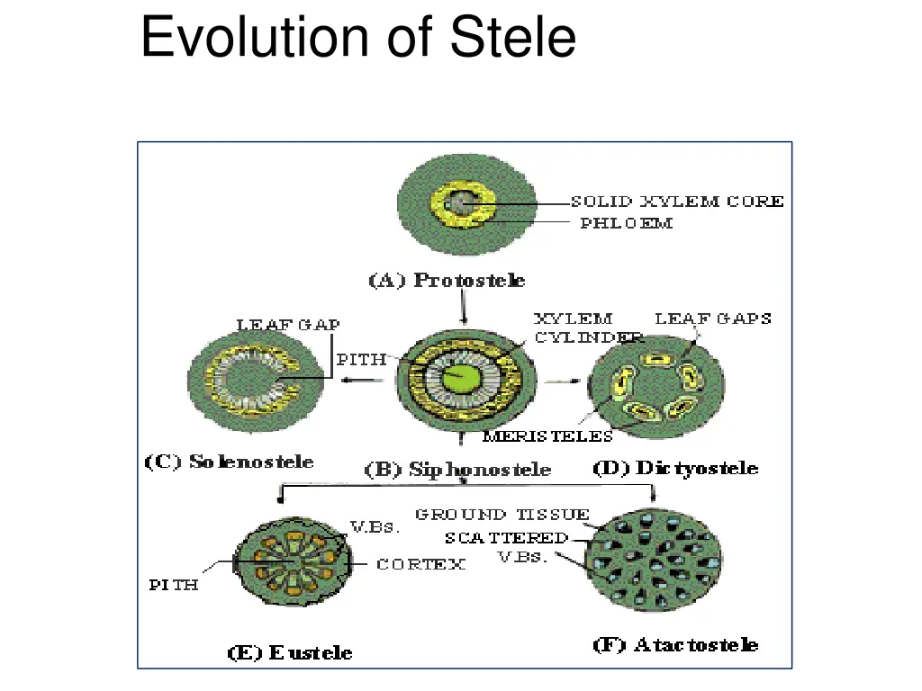 evolution of stele