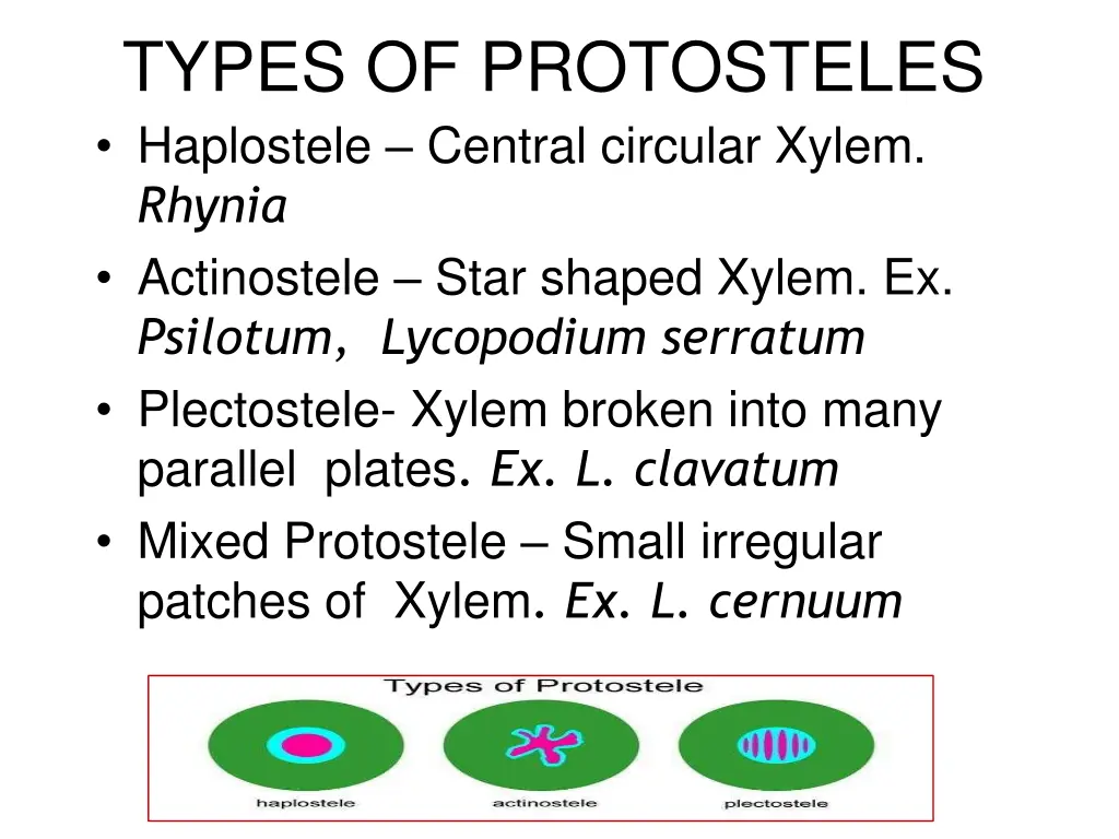 types of protosteles haplostele central circular