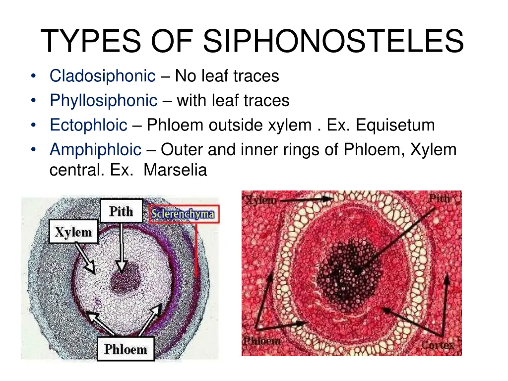 types of siphonosteles cladosiphonic no leaf