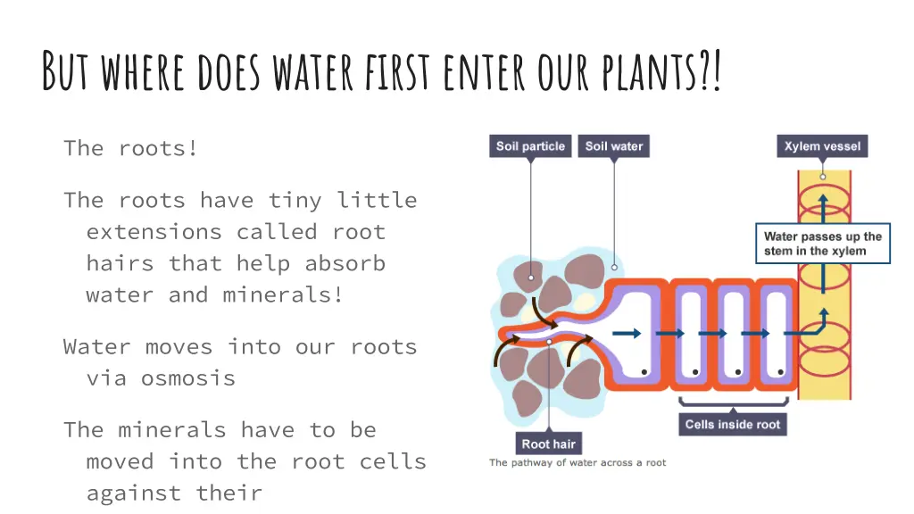 but where does water first enter our plants