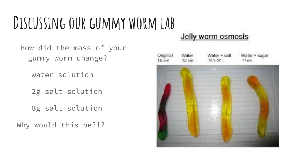 discussing our gummy worm lab