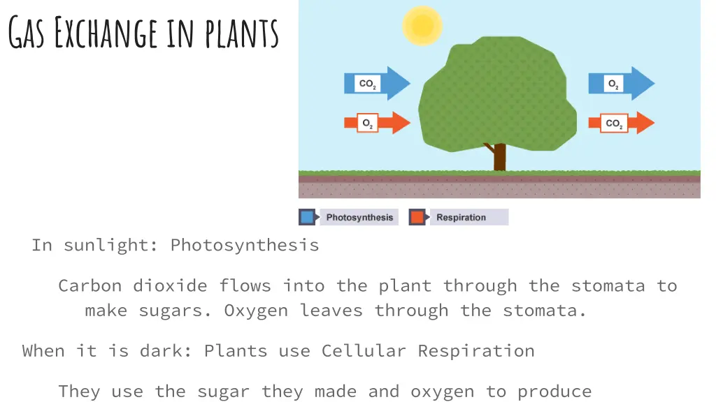 gas exchange in plants