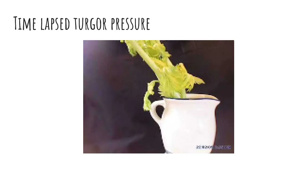 time lapsed turgor pressure