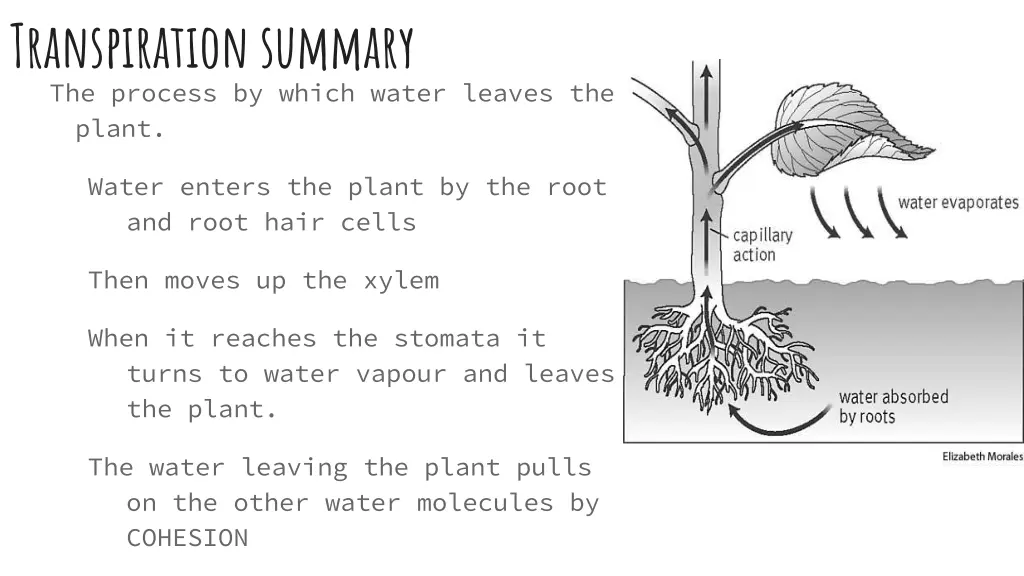 transpiration summary the process by which water