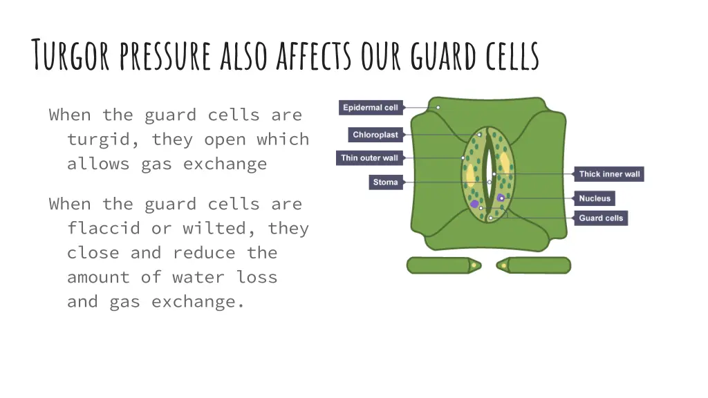 turgor pressure also affects our guard cells