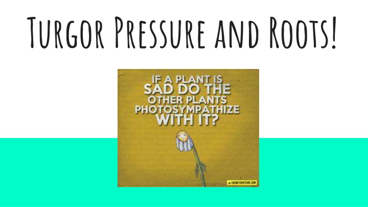 turgor pressure and roots