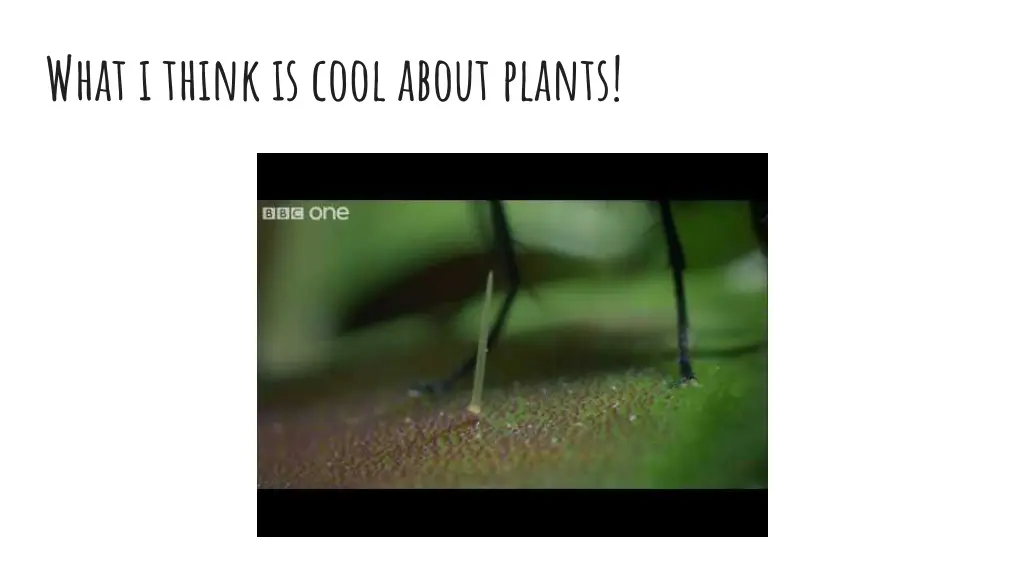 what i think is cool about plants