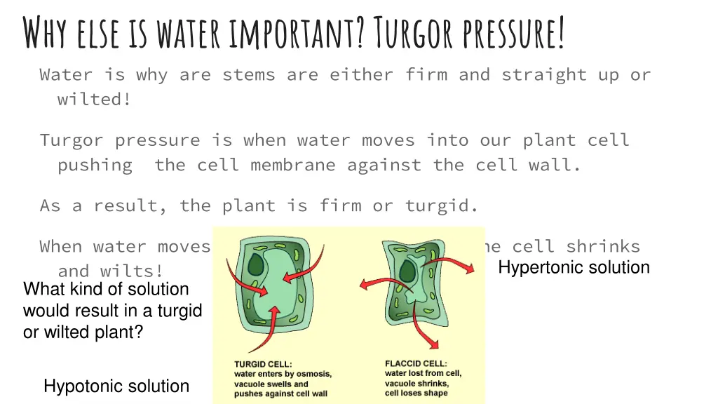 why else is water important turgor pressure water