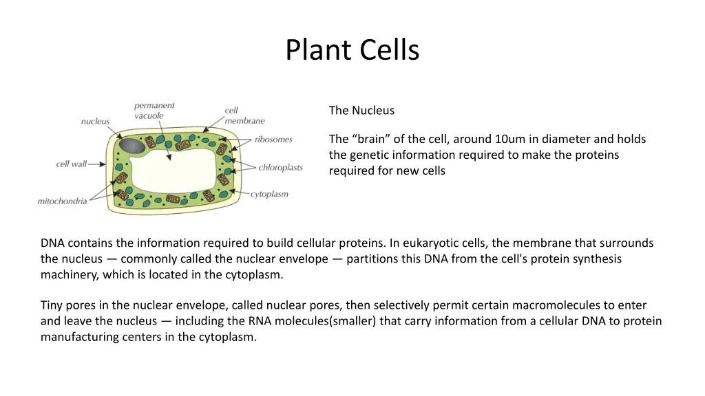 plant cells 1