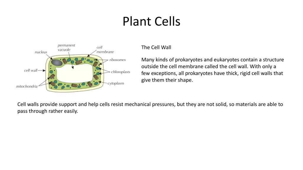 plant cells 2