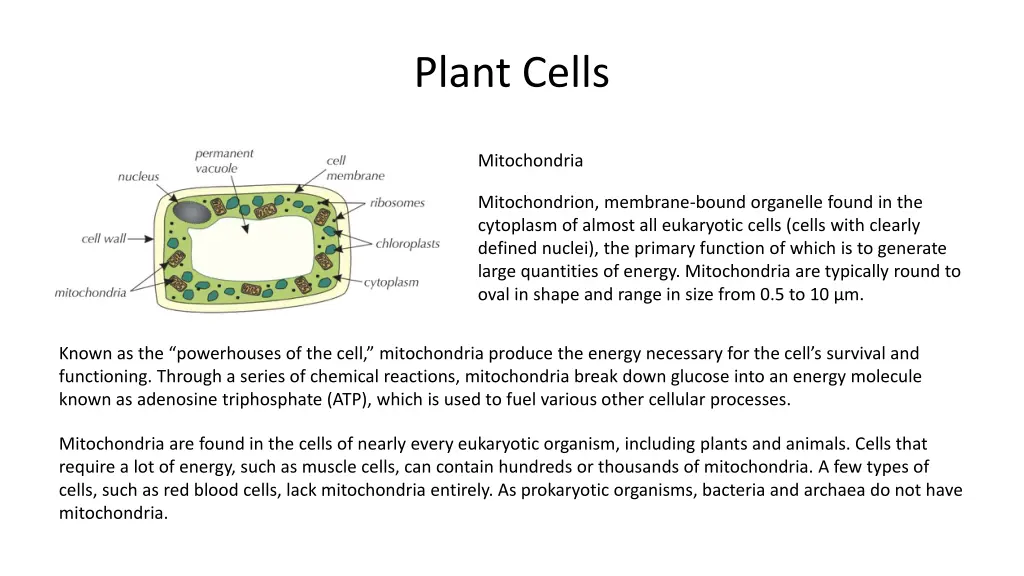 plant cells 3