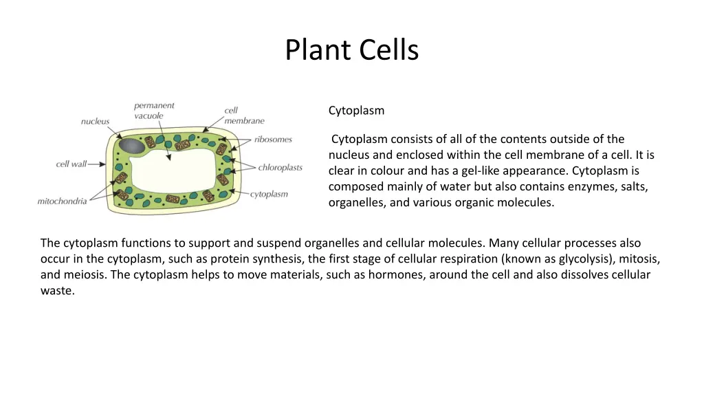 plant cells 4