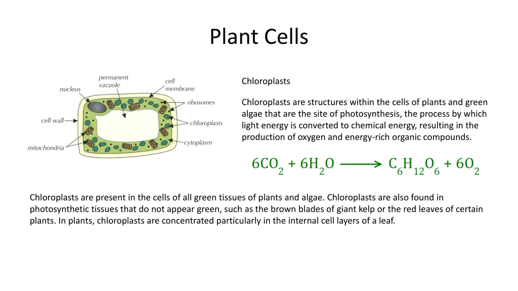 plant cells 5