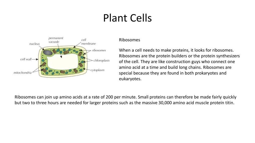 plant cells 6