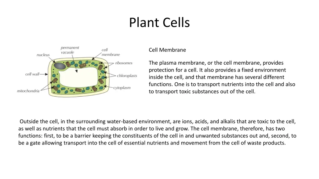 plant cells 7