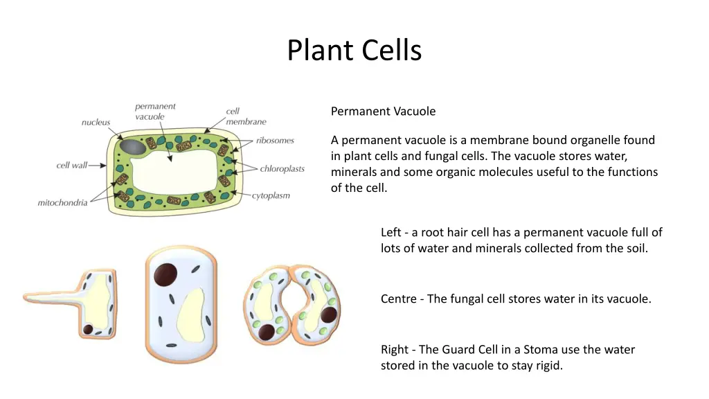 plant cells 8