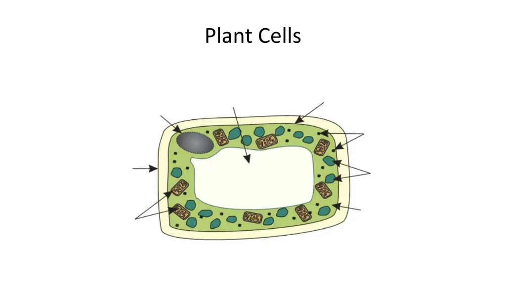 plant cells 9