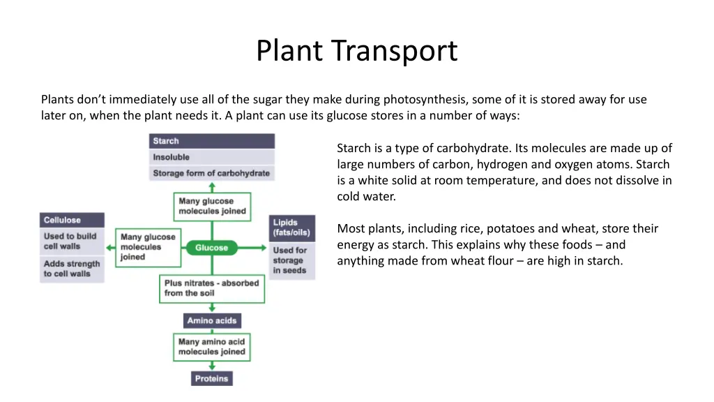 plant transport 1