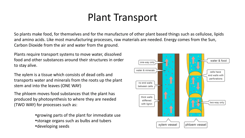 plant transport 3