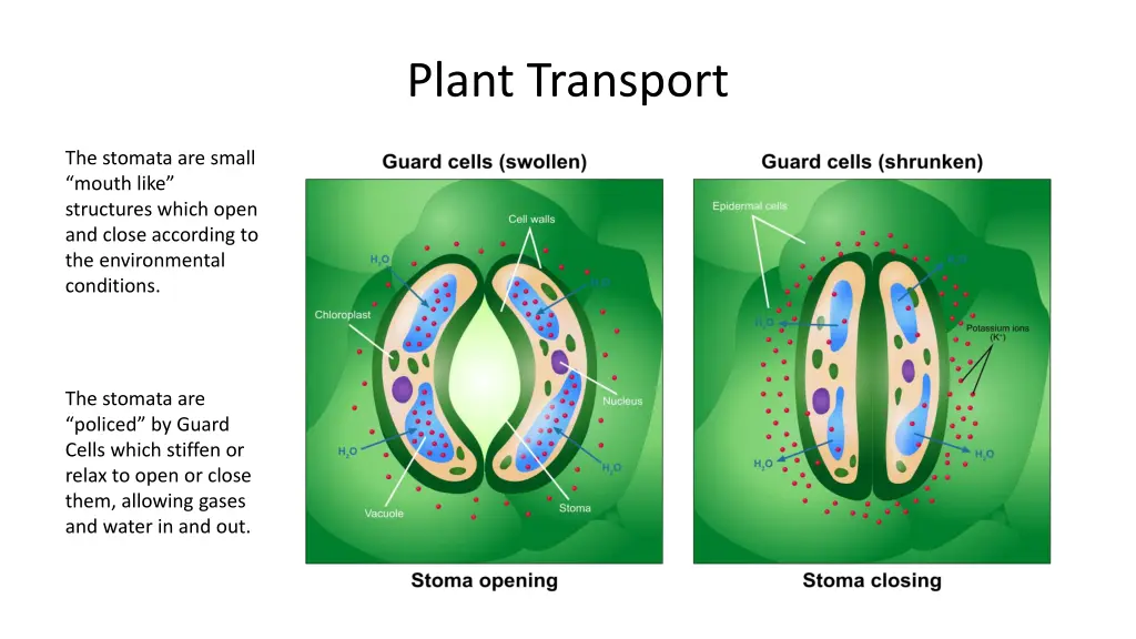 plant transport 5