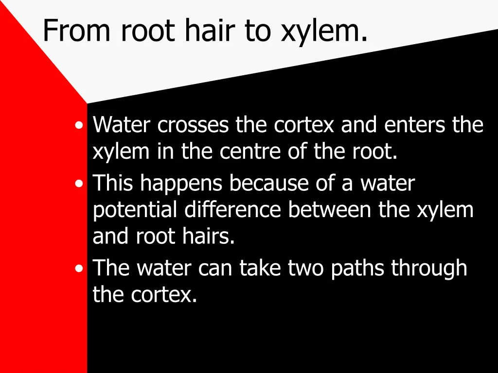 from root hair to xylem