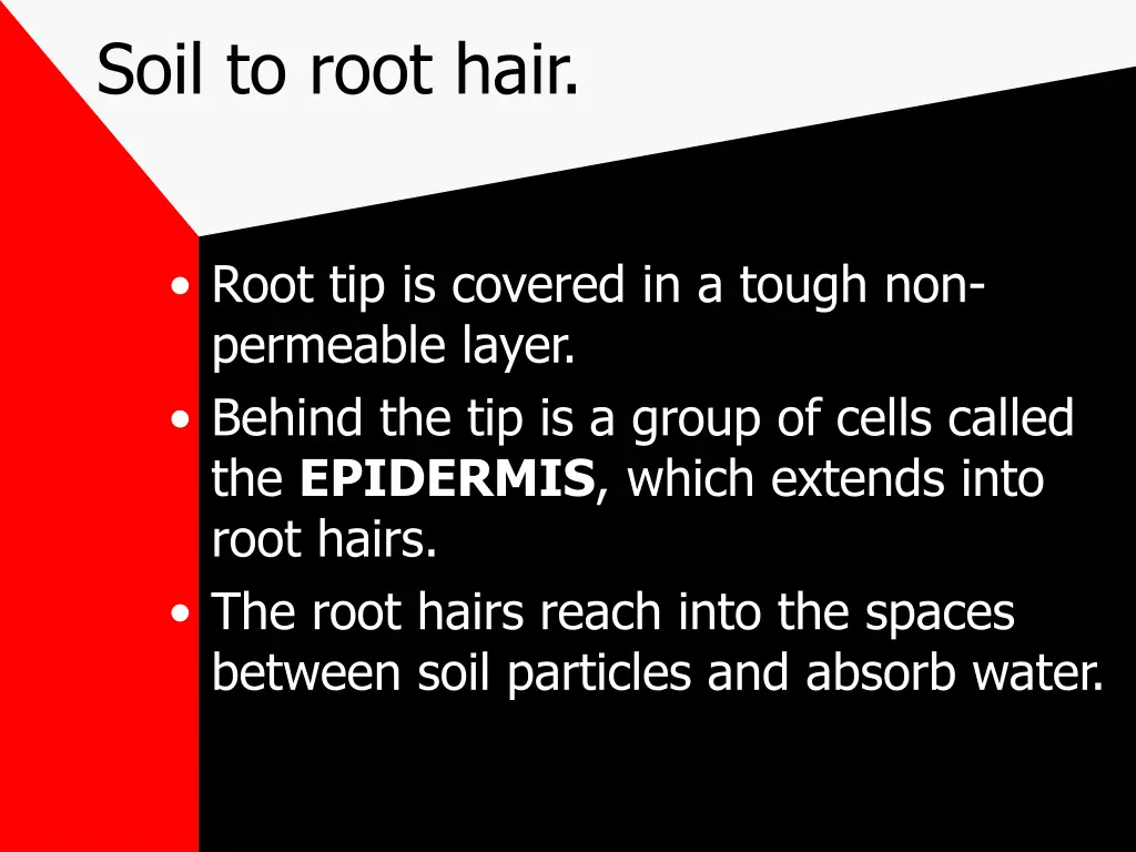 soil to root hair