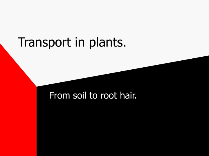 transport in plants