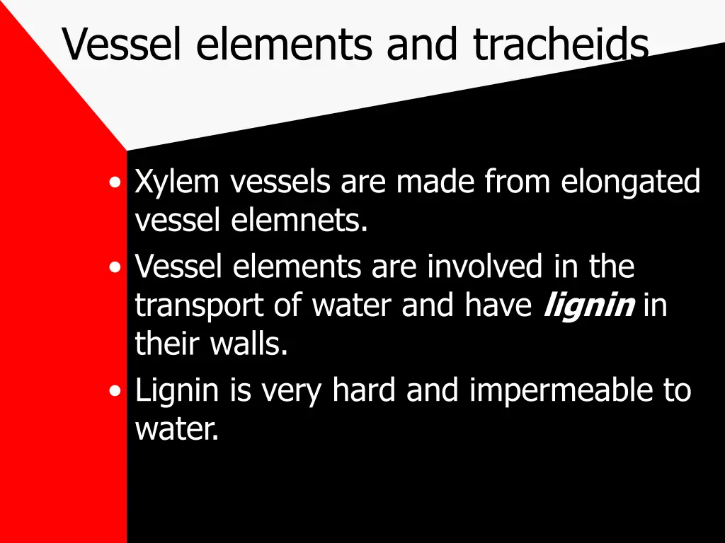 vessel elements and tracheids