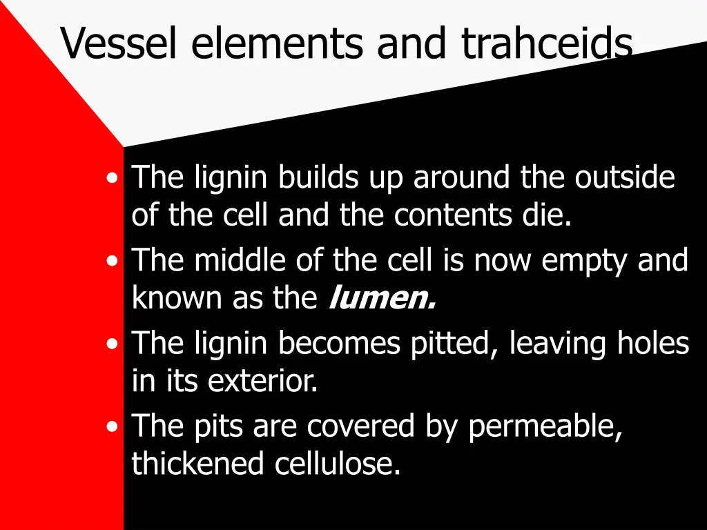 vessel elements and trahceids