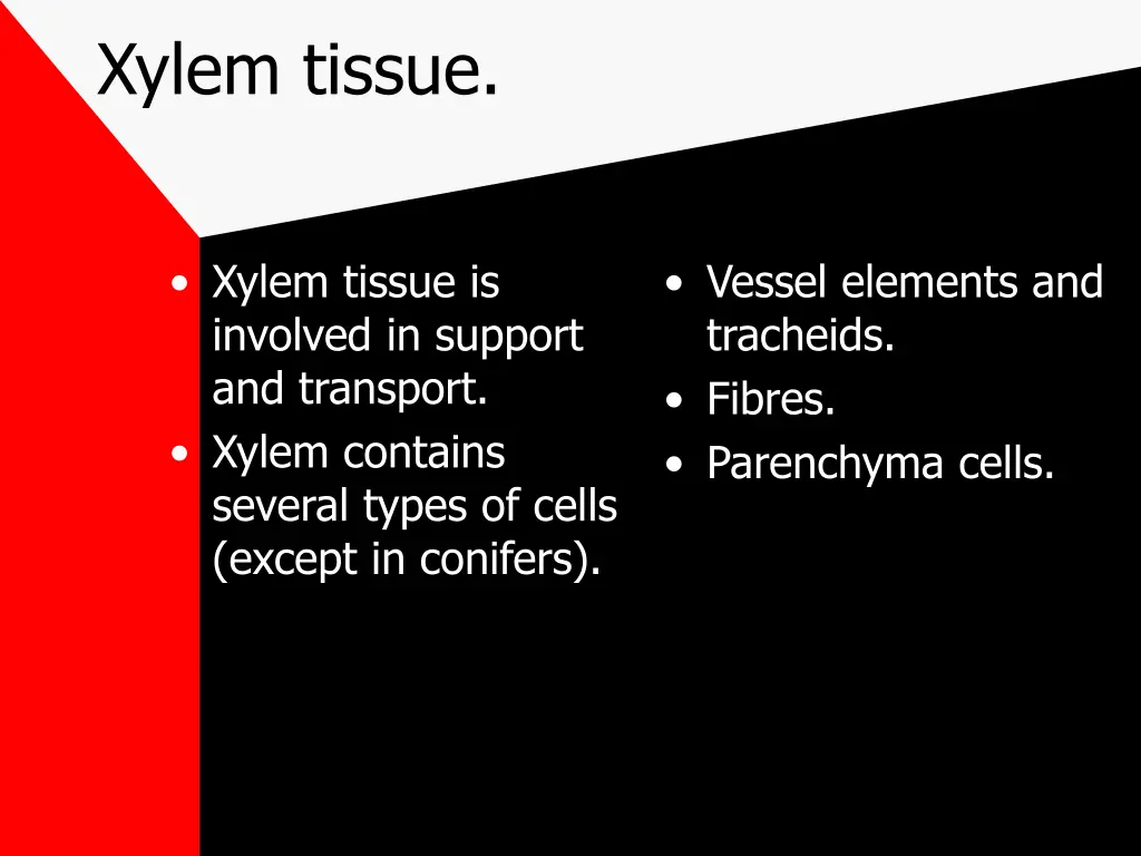 xylem tissue