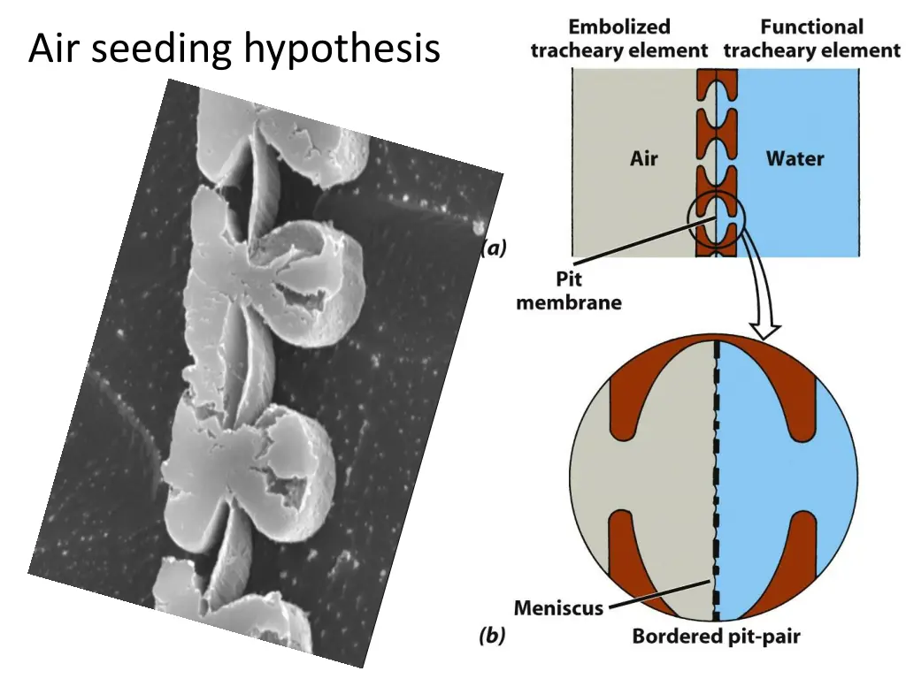 air seeding hypothesis