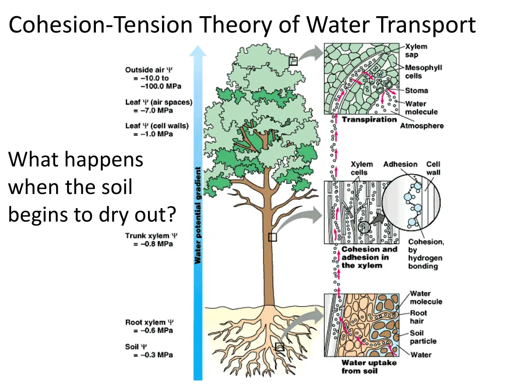 cohesion tension theory of water transport 1