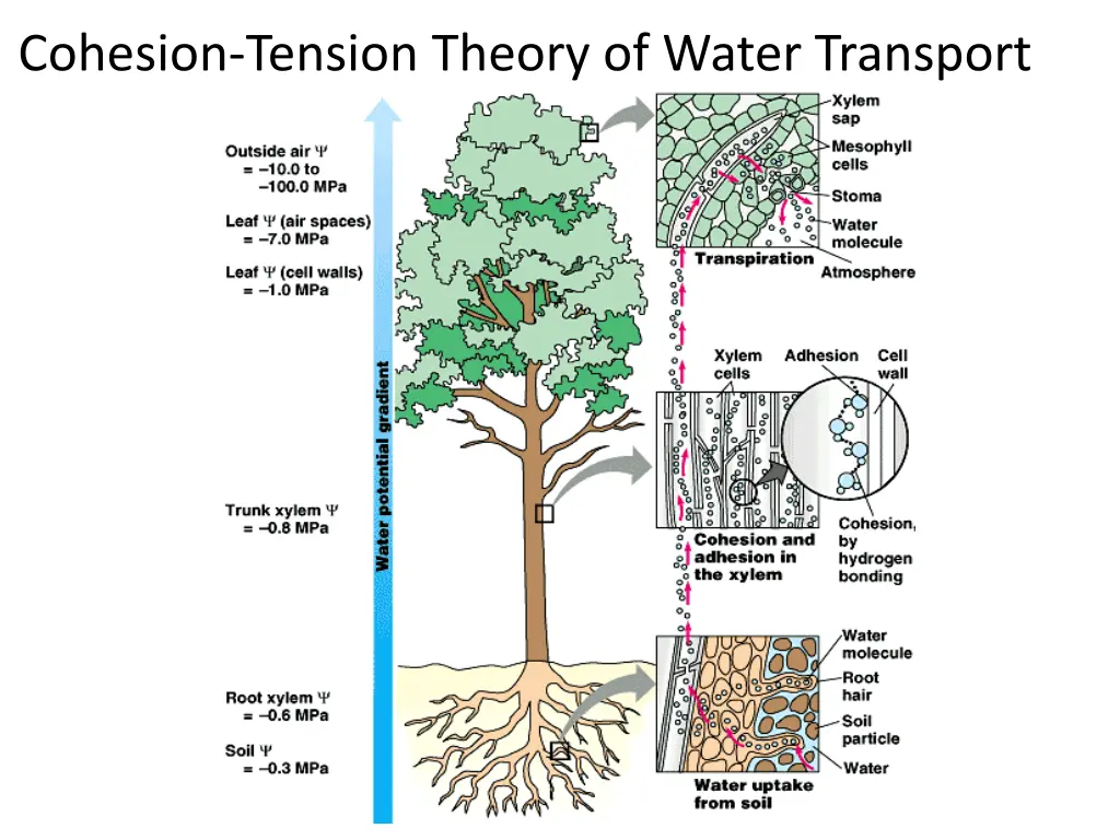 cohesion tension theory of water transport