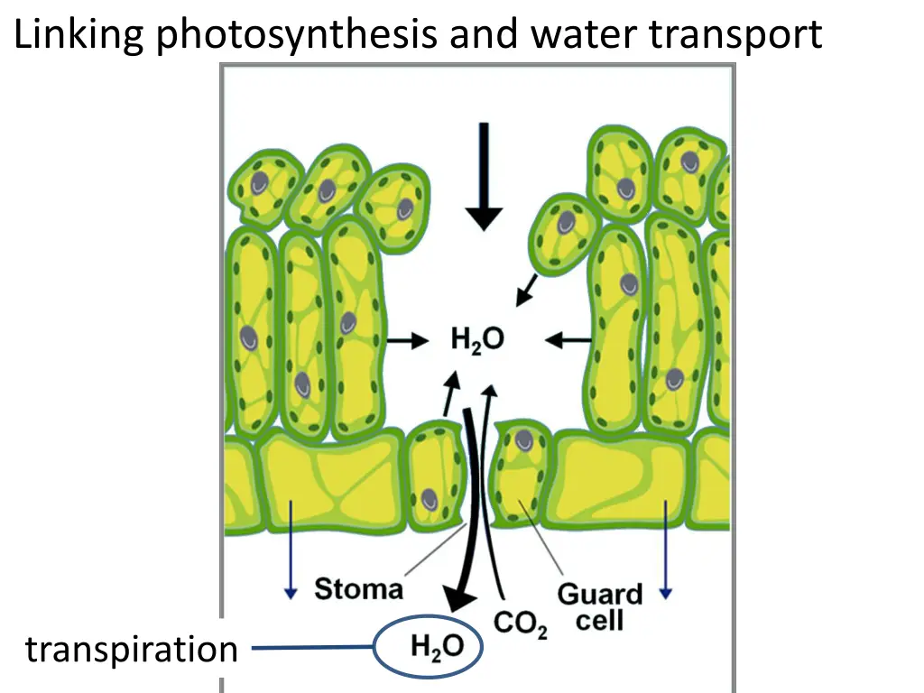 linking photosynthesis and water transport