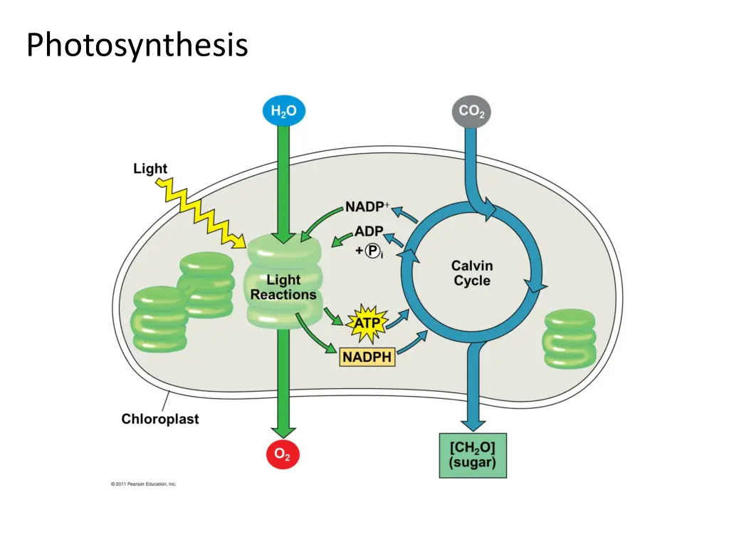 photosynthesis