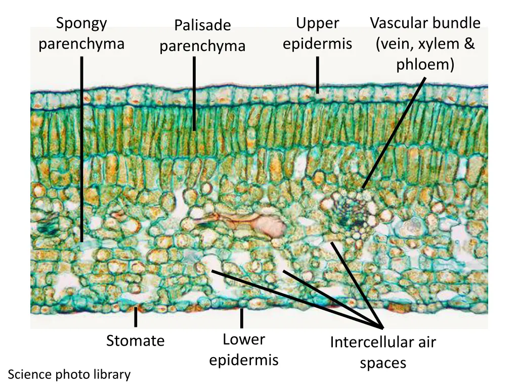 spongy parenchyma