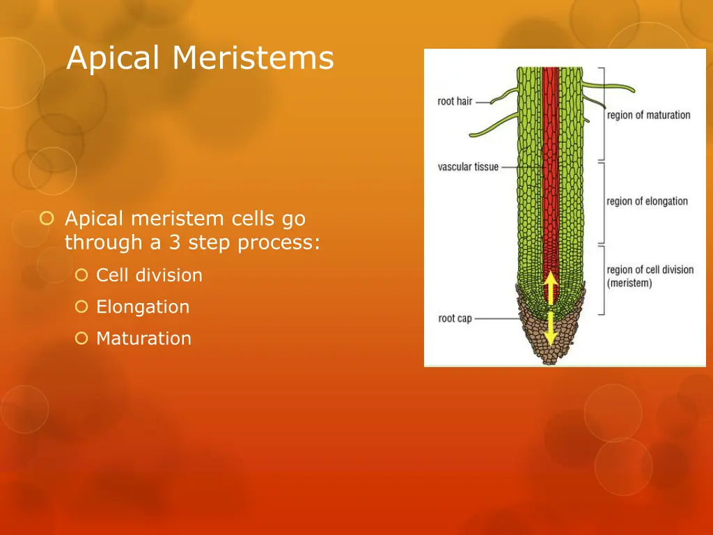 apical meristems 1