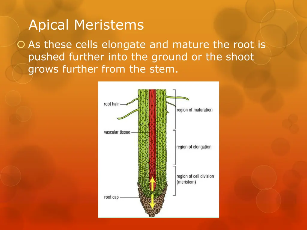 apical meristems 2