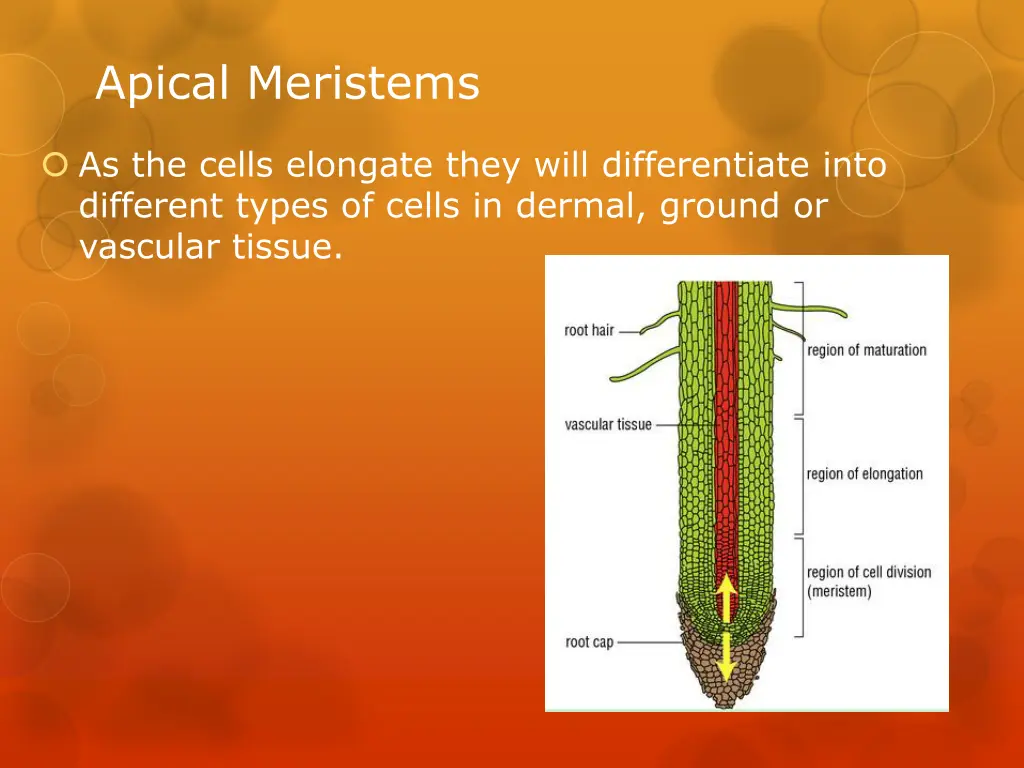 apical meristems 3