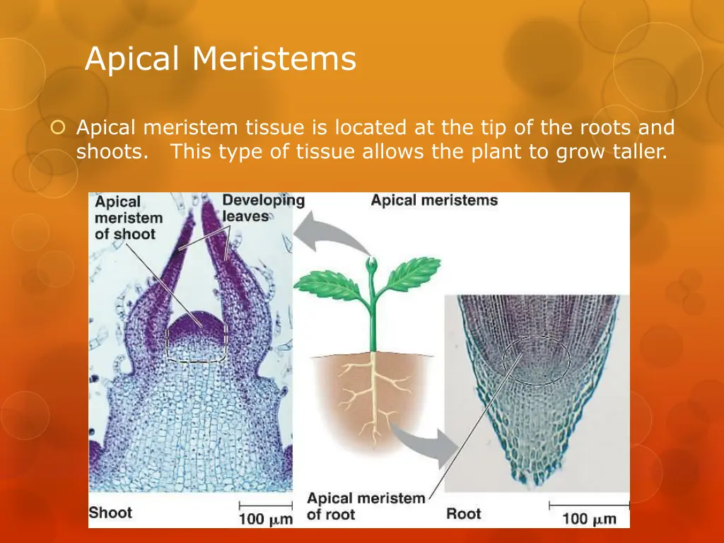 apical meristems