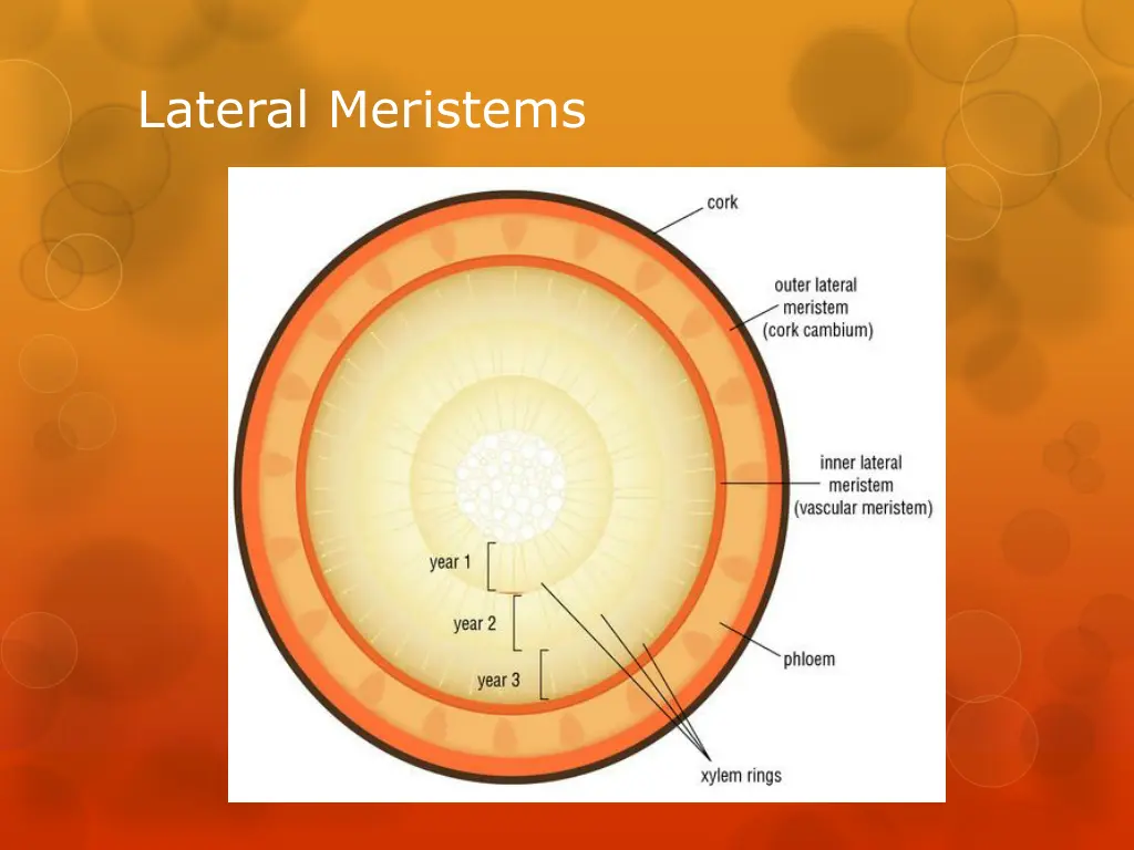 lateral meristems 1