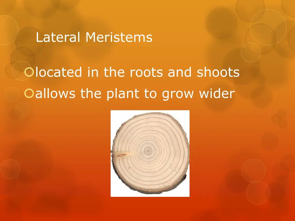 lateral meristems